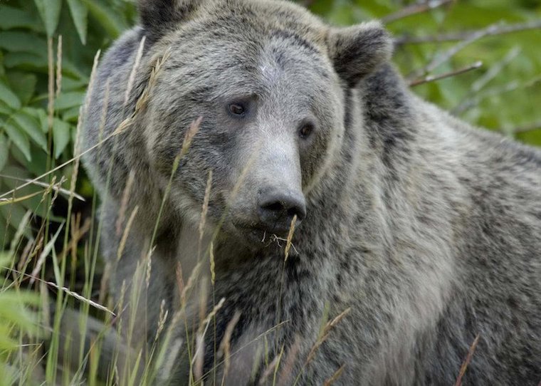 female Grizzly Bear