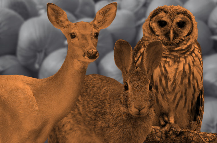 deer, rabbit, and owl