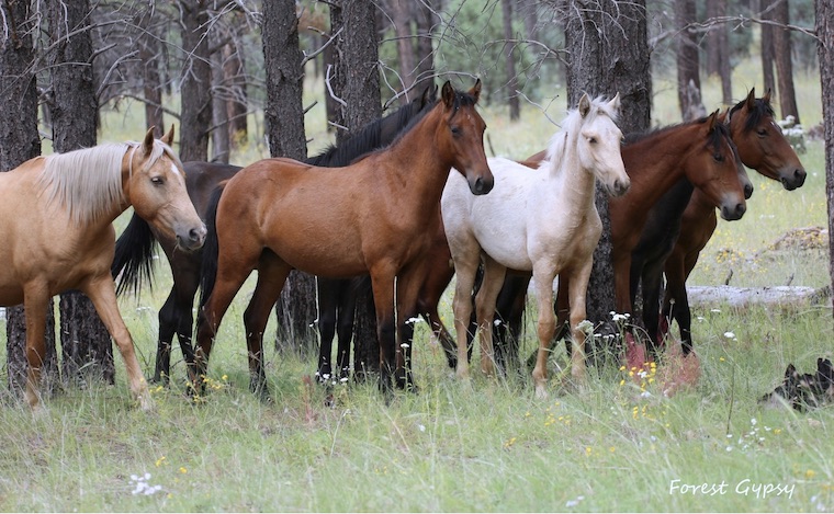 Heber wild Horses