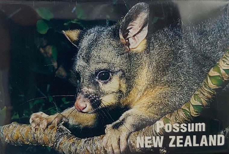New Zealand Possum