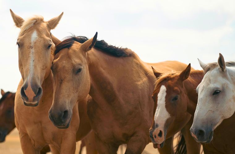 horses