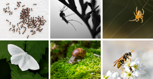 very small creatures