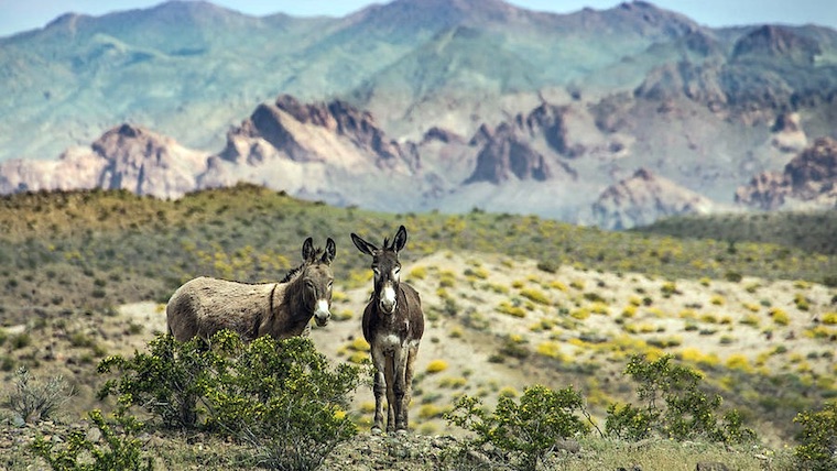wild Burros