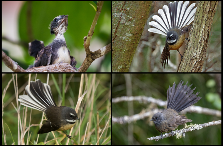 fantails