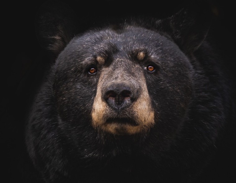 Black Bear