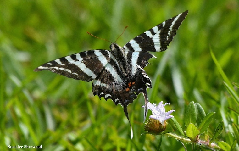 butterfly