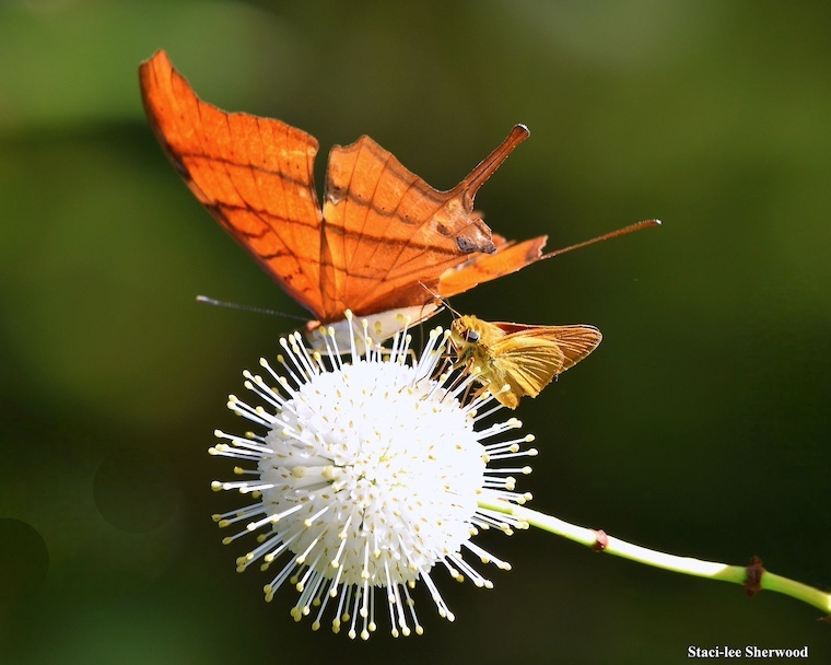 butterflies