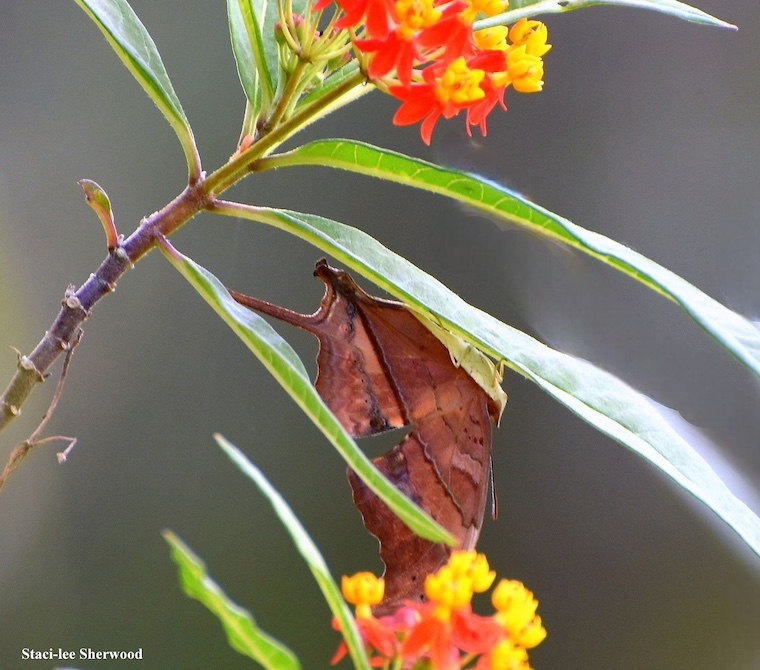 butterfly