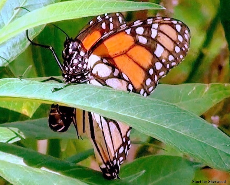butterfly