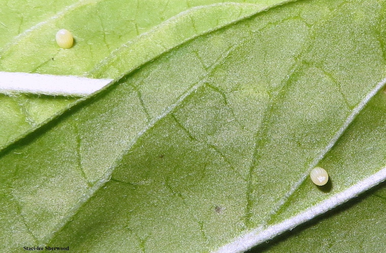 butterfly eggs