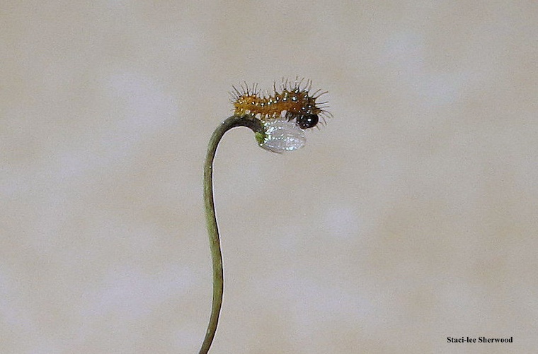 caterpillar