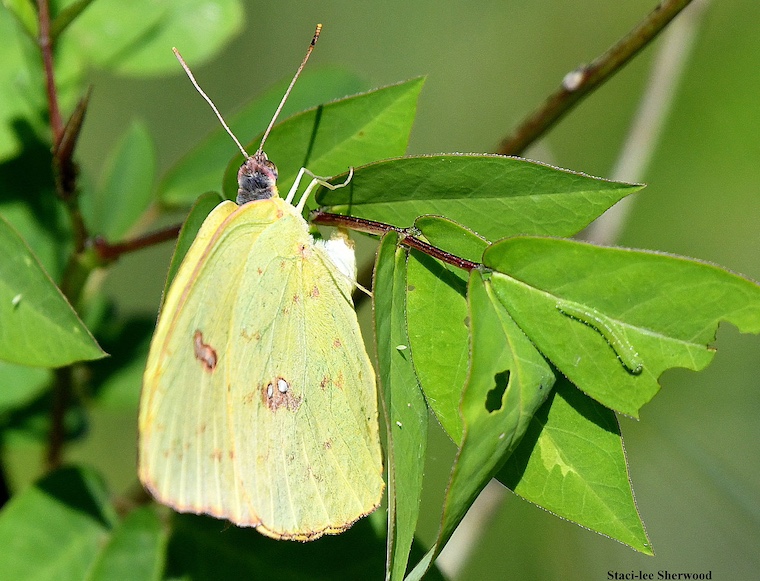 butterfly and caterpillar