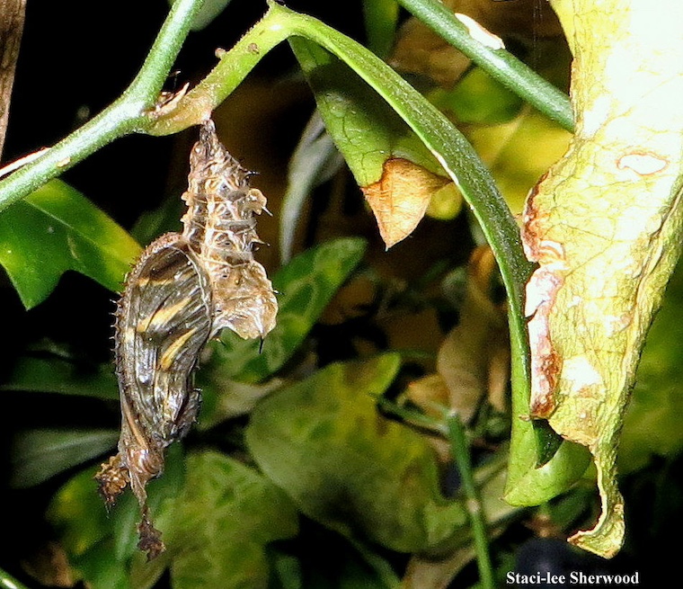 chrysalis