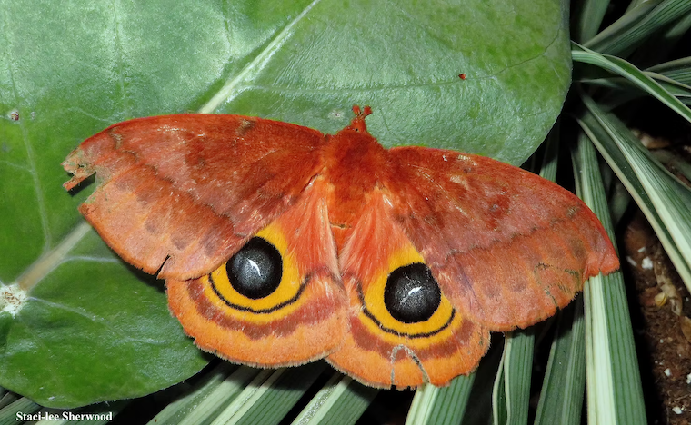 moth