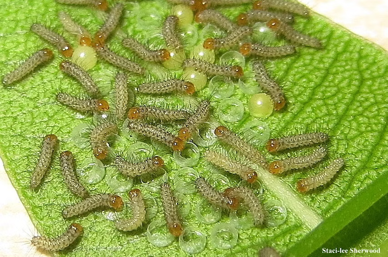 newly hatched caterpillars