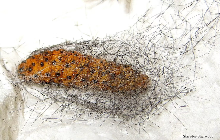 caterpillar making cocoon