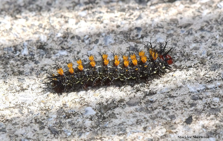 caterpillar