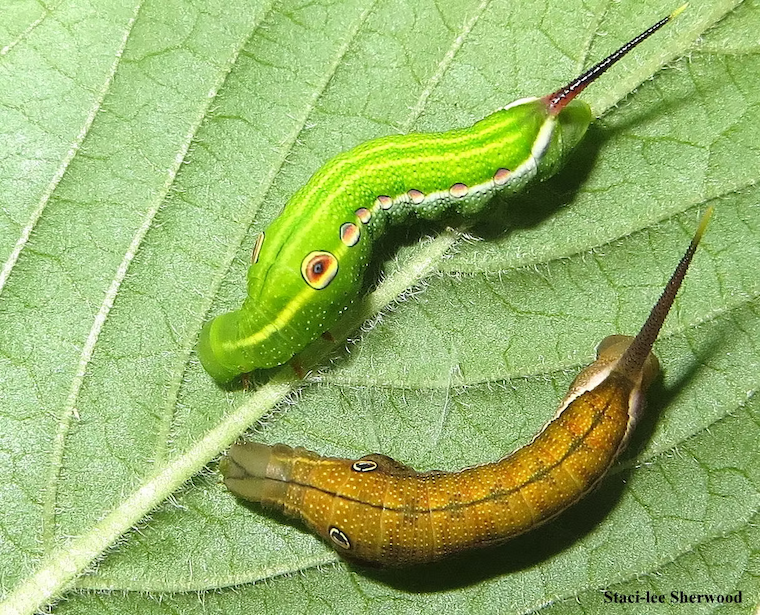 caterpillars