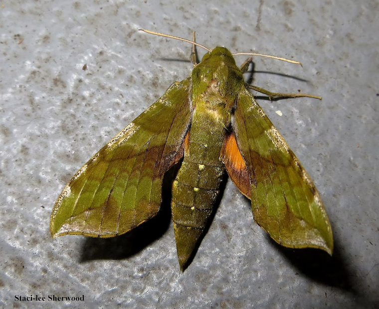 moth