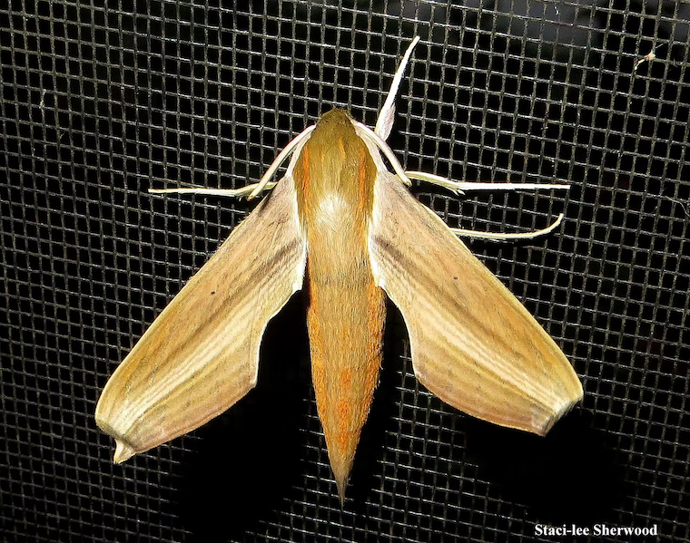 moth