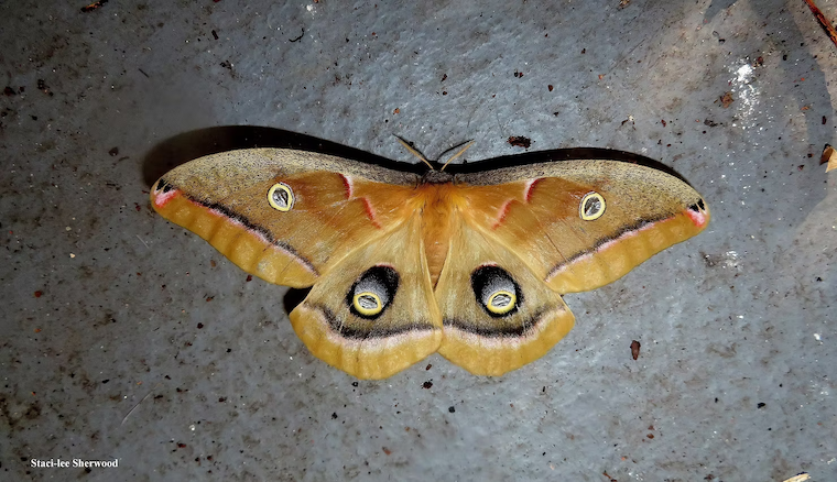 moth