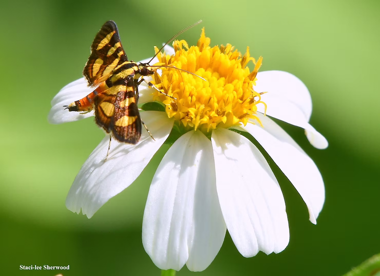 moth