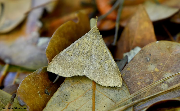 moth