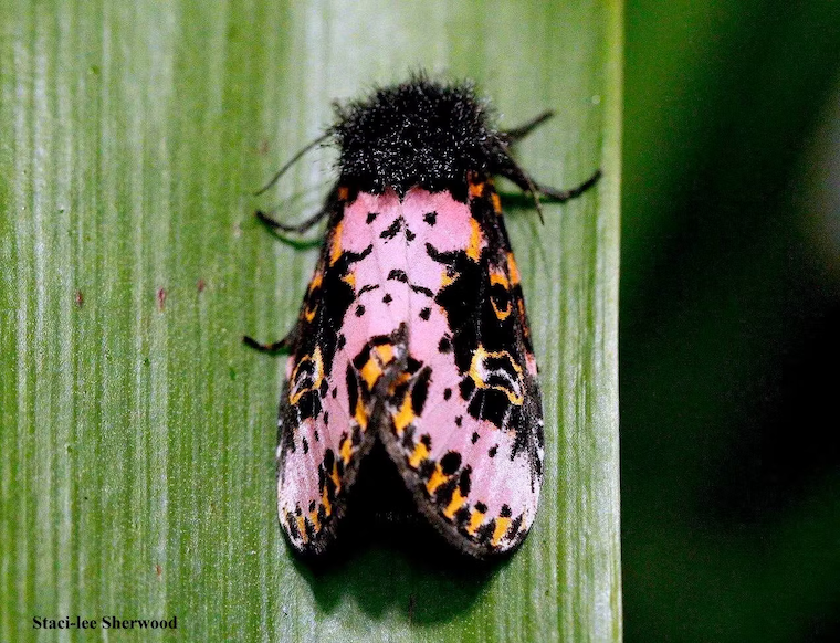 moth