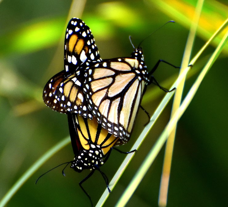 monarch butterflies