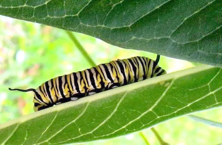 catapillars and chrysalises