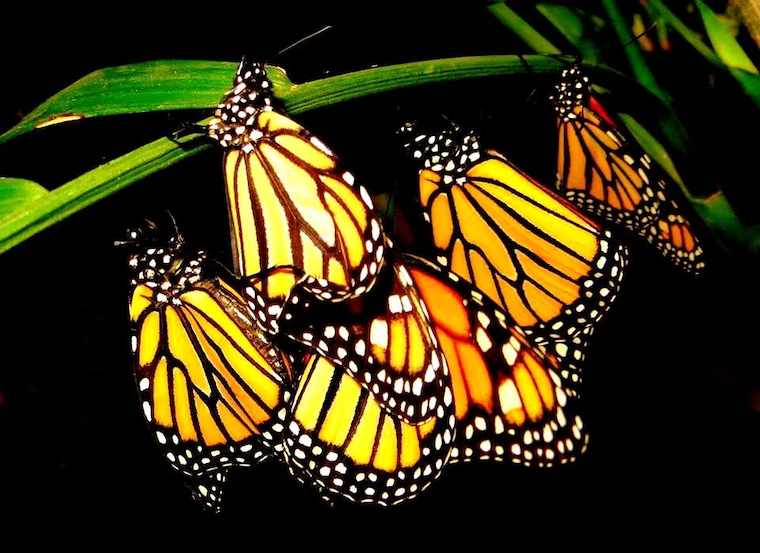 monarch butterflies