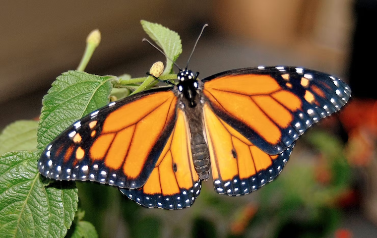monarch butterfly