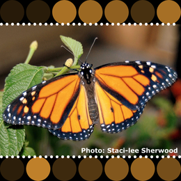 monarch butterfly
