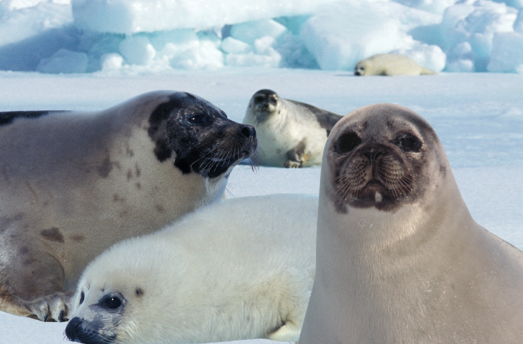 harp seals