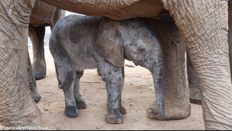 Baby Elephant Mumo