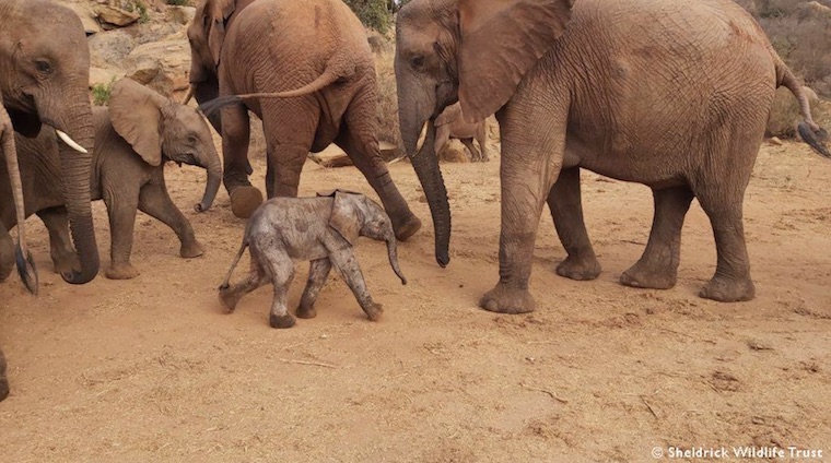 Baby Elephant Mumo
