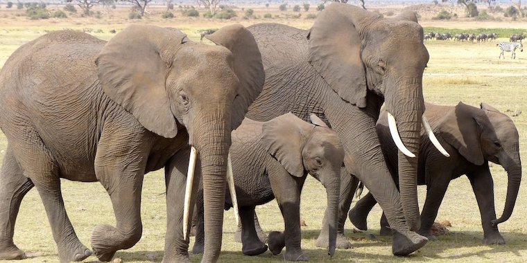 Elephants