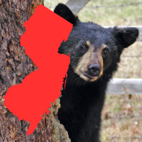 black bear and New Jersey
