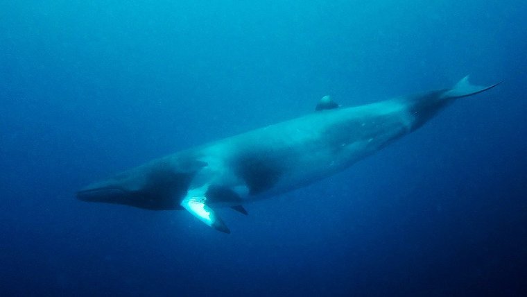 Minke Whale
