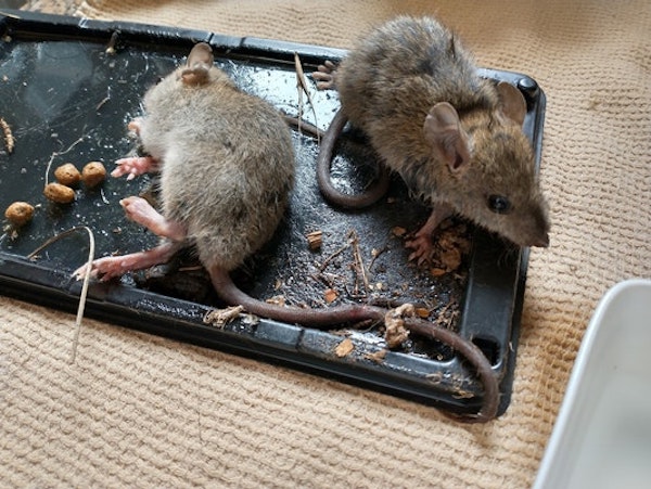 Mice on glue trap