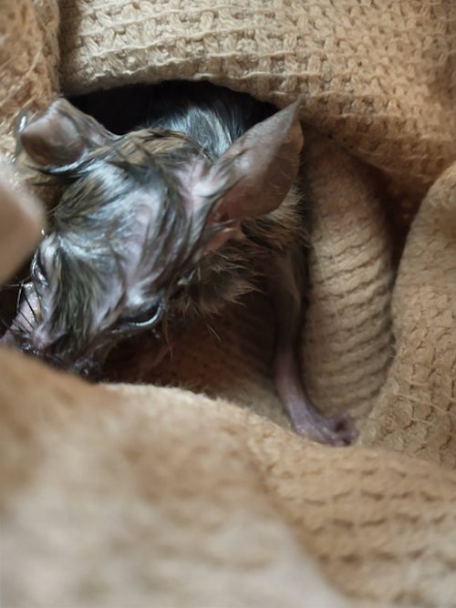 Mouse freed from trap