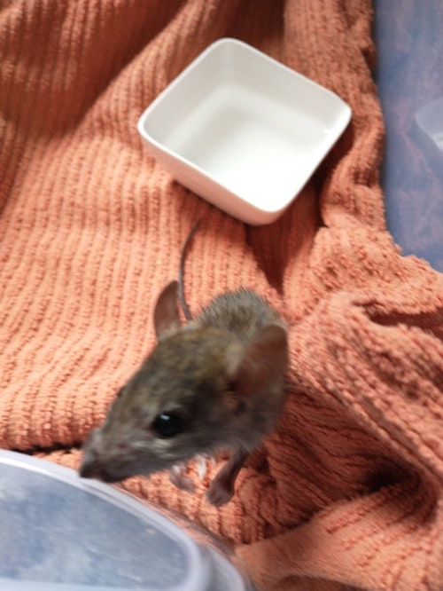 rescued Mouse