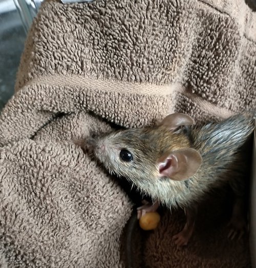 rescued Mouse