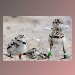 Snowy Plovers