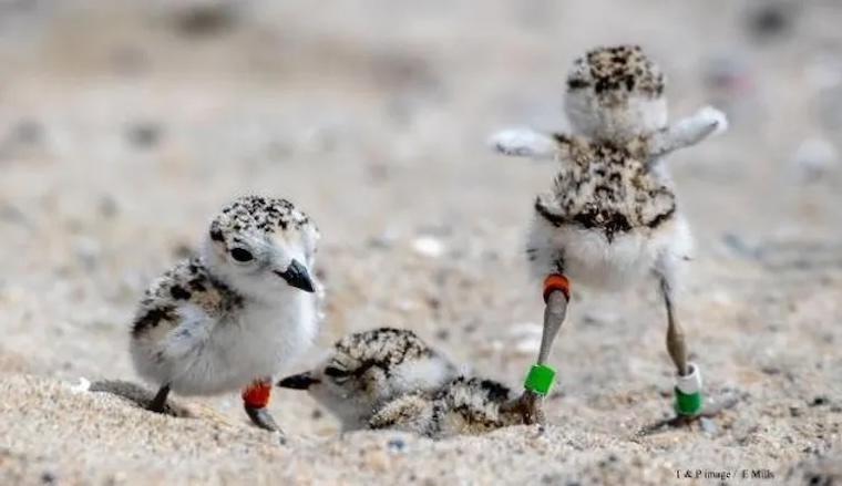 Snowy Plover chicks