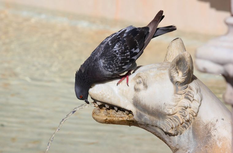 pigeon drinking from fountain