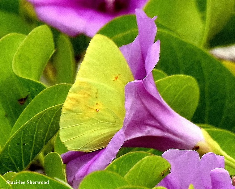 clouded sulphur butterfly and railroad vine flower