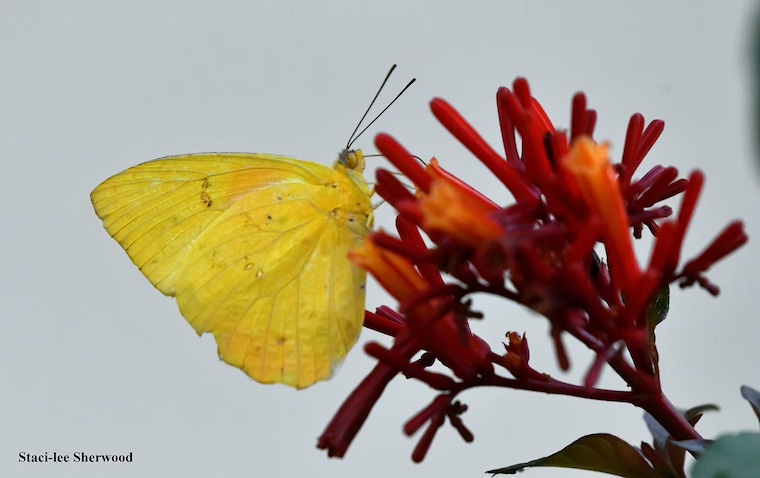 orange-barred sulphur butterfly on firebush flowers