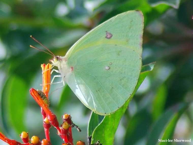 pink-spot sulphur butterfly on firebush flower