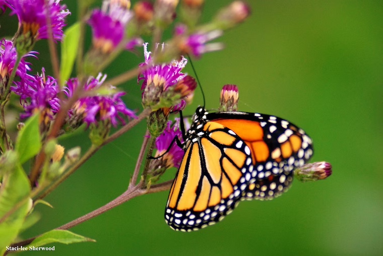 monarch butterfly and ironweed flowers